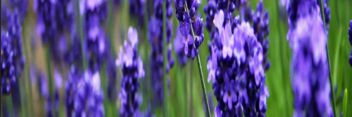 image-pose-borne-de-recharge-irve-grasse.webp Image Pose borne de recharge IRVE Grasse