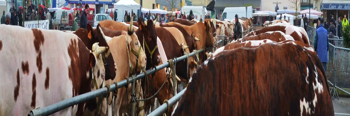 image-pose-borne-de-recharge-irve-yvetot.webp Image Pose borne de recharge IRVE Yvetot